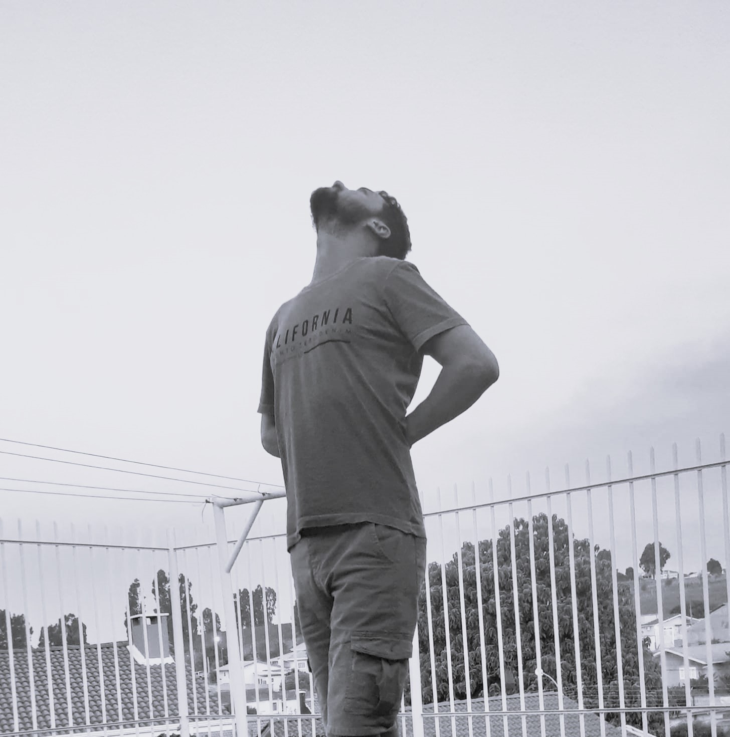 Ocultismo do animal tubarão branco selvagem